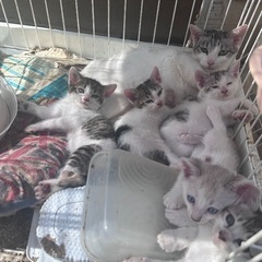 5匹の可愛い子猫里親募集