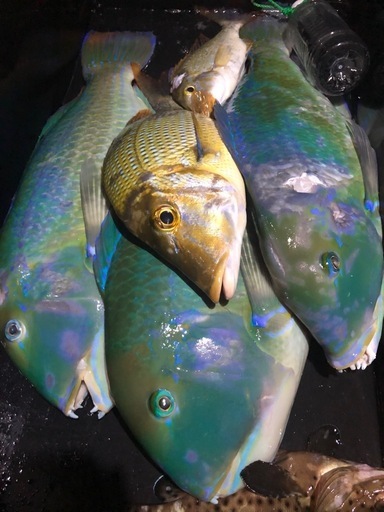 手銛　チョッキ大型魚対応