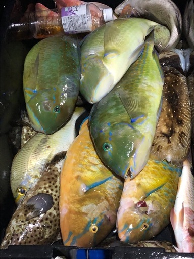 手銛　チョッキ大型魚対応