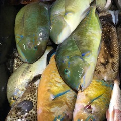 手銛　チョッキ大型魚対応の画像