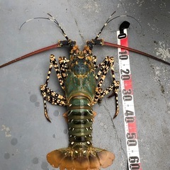 手銛　チョッキ大型魚対応の画像