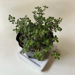 多肉植物 ブロウメアナ の画像