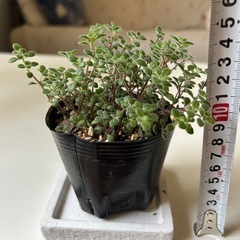 多肉植物 ブロウメアナ の画像
