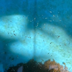 オーロラ黄ラメ×極上夜桜(針子・稚魚) の画像