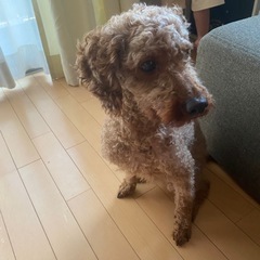 トイプードルです。