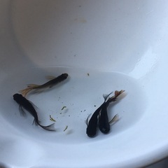 めだか飛鳥めだかさん系カイジリアルロングフィンメダカの画像