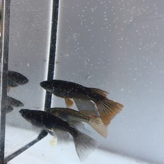 めだか飛鳥めだかさん系カイジリアルロングフィンメダカの画像