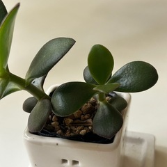 多肉植物 金の成る木 花月の画像