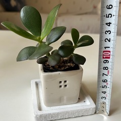 多肉植物 金の成る木 花月の画像