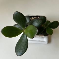 多肉植物 金の成る木 花月の画像