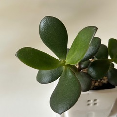 多肉植物 金の成る木 花月の画像