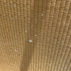 【無料】畳 12枚セットの画像