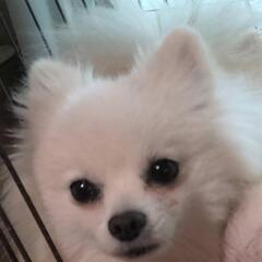 ポメ引退犬女の子モリモちゃん