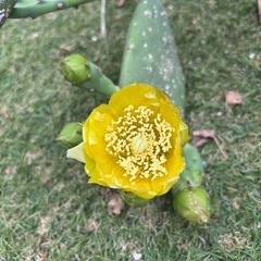サボテン🌵の画像