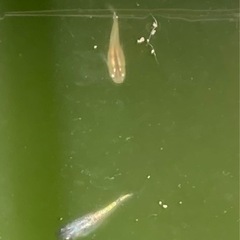 ミックスメダカ 卵35 又は稚魚20匹(補償込)の画像