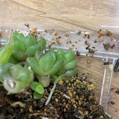 多肉植物ハオルチアの画像