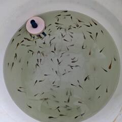 【引取先決定】ミックスメダカ③　10匹の画像