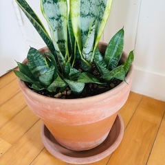 サンセベリア2種 テラコッタ鉢寄せ植え75cm 空気浄化植物の画像