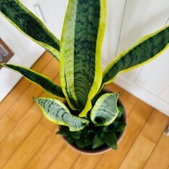 サンセベリア2種 テラコッタ鉢寄せ植え75cm 空気浄化植物の画像