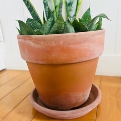 サンセベリア2種 テラコッタ鉢寄せ植え75cm 空気浄化植物の画像