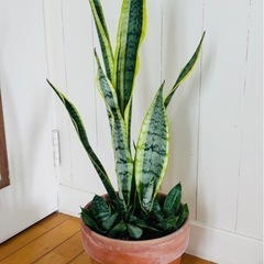 サンセベリア2種 テラコッタ鉢寄せ植え75cm 空気浄化植物の画像