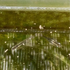 黄光 メダカ 卵35 又は 稚魚20匹(補償込)の画像