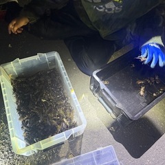 クワガタ5匹の画像