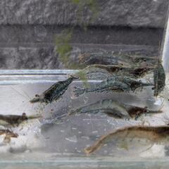 【ヌマエビ】10匹　ビオトープ，メダカのお供に　屋外OKの画像