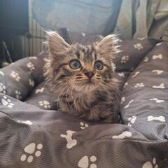 とってもキュートな2ヶ月のギャルです − 群馬県