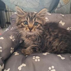 とってもキュートな2ヶ月のギャルです - 猫