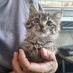 とってもキュートな2ヶ月のギャルです - 里親募集