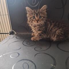 とってもキュートな2ヶ月のギャルです - 前橋市