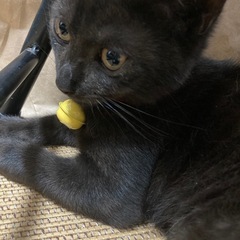 3ヶ月のブラックスモークタビー柄（黒トラ猫）の男の子