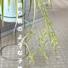 取りに来てくださる方へ無料　オリヅルラン　鉢ごとの画像