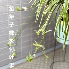 取りに来てくださる方へ無料　オリヅルラン　鉢ごとの画像