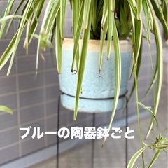 取りに来てくださる方へ無料　オリヅルラン　鉢ごとの画像