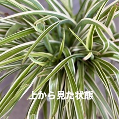 取りに来てくださる方へ無料　オリヅルラン　鉢ごとの画像