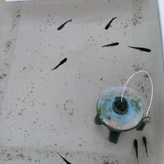 めだか 成魚の画像