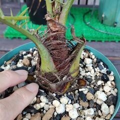 ルピコラヤシ（Phoenix rupicola）⑪の画像