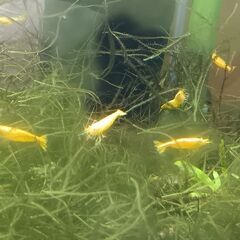 イエローゴールドシュリンプの画像