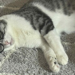 猫ちゃん　あげる - 名護市