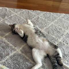 猫ちゃん　あげる