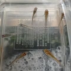 メダカ　　掛け合わせ　　８匹の画像