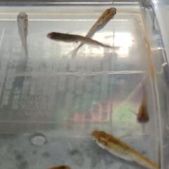 メダカ　　掛け合わせ　　８匹の画像