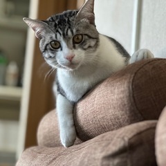猫ちゃん　あげる − 沖縄県