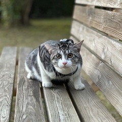 猫ちゃん　あげる - 猫