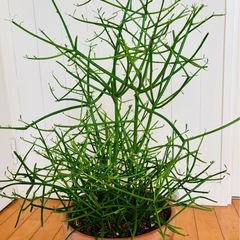 ミルクブッシュ 73cm テラコッタ鉢植えの画像