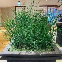 ミルクブッシュ 73cm テラコッタ鉢植えの画像