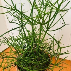 ミルクブッシュ 73cm テラコッタ鉢植えの画像