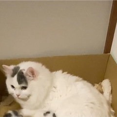 足長のマンチカン